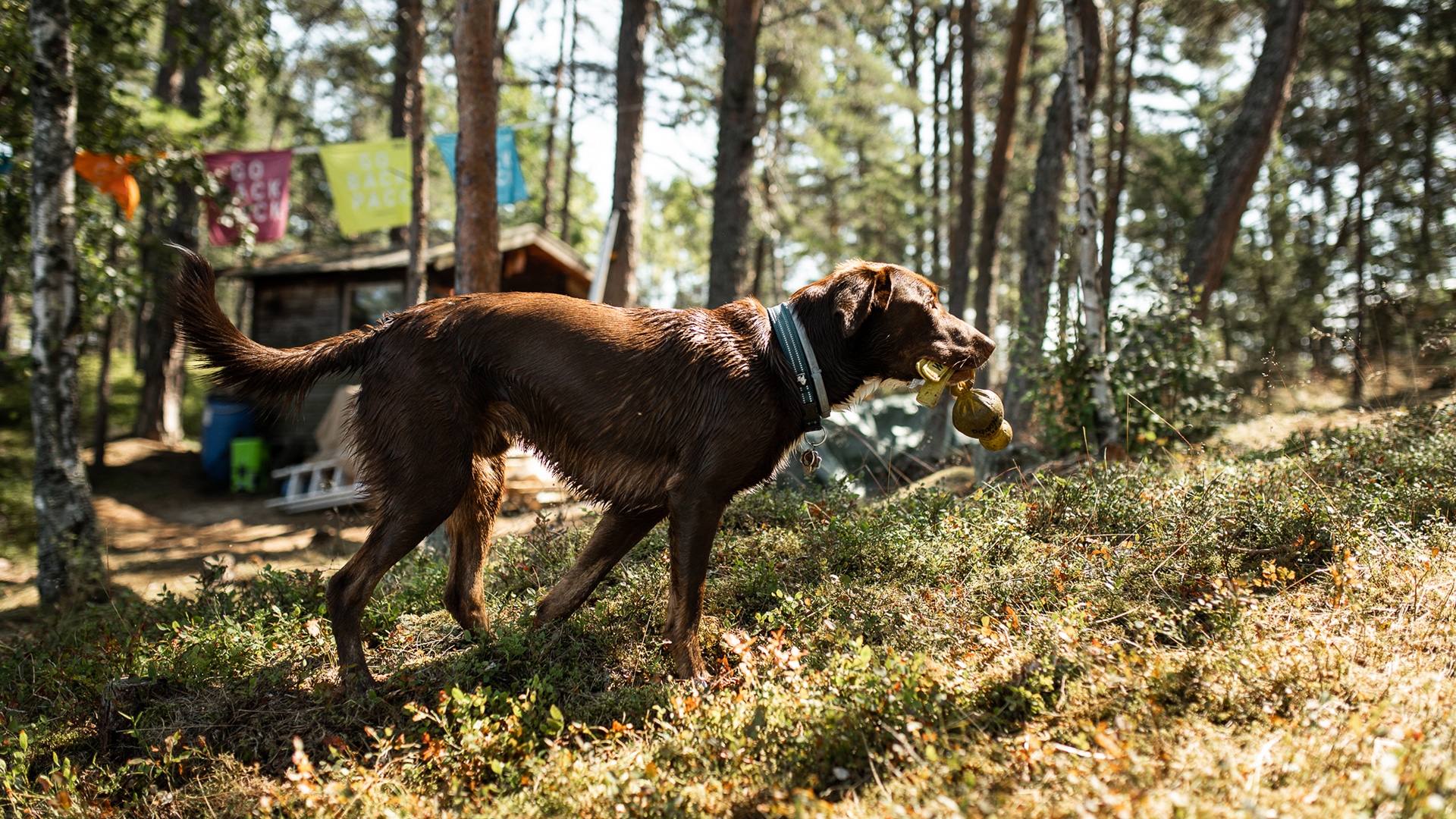 ein Hund im Wald für die Jack Wolfskin Kampagne #GOBACKPACK